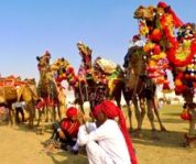 pushkar camel fair 2022 tour, rajasthan india